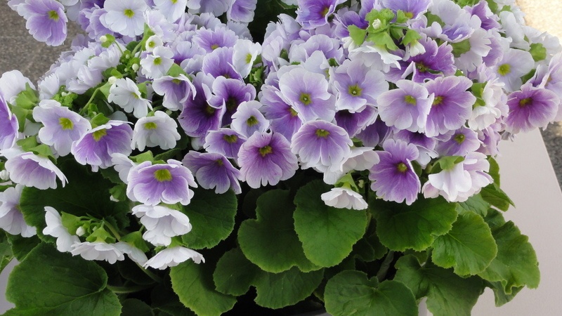 Image 97