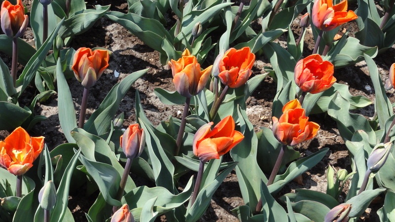 Image 13
