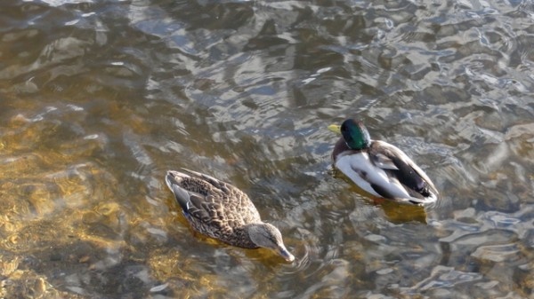 Image 53