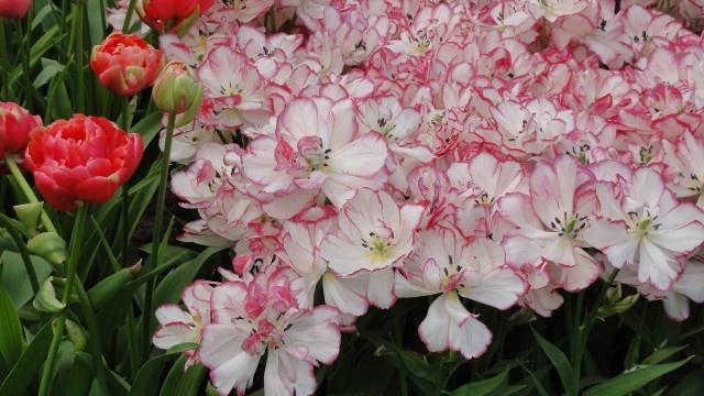 Image 54