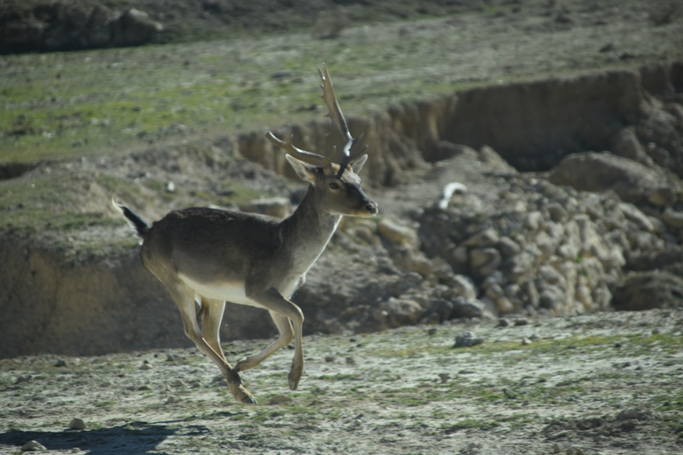 Image 33