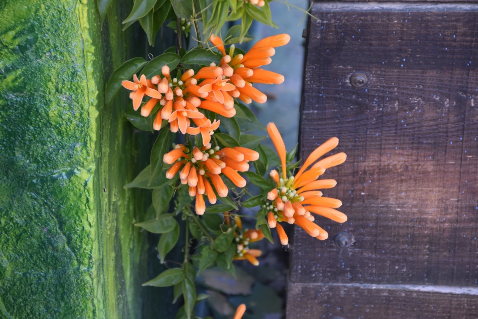 Image 39