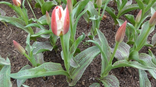 Image 37