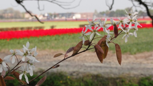 Image 50