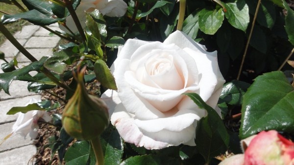 Image 56