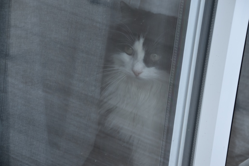 Image 29