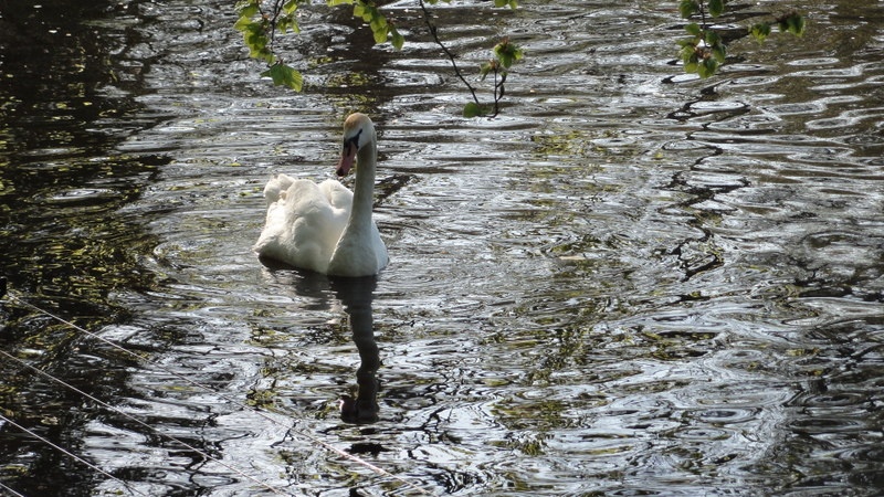 Image 153