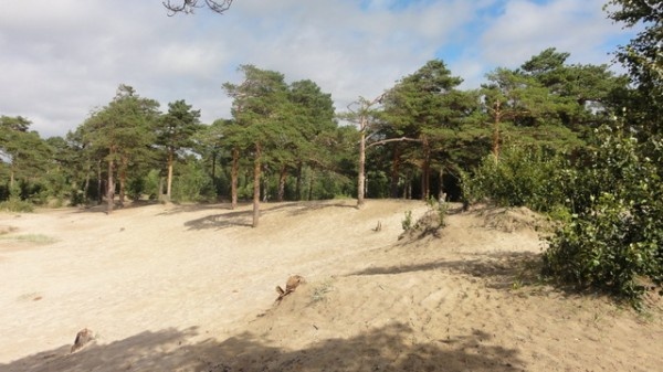 Image 11