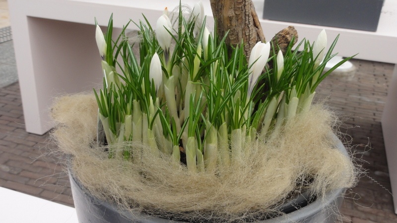 Image 65