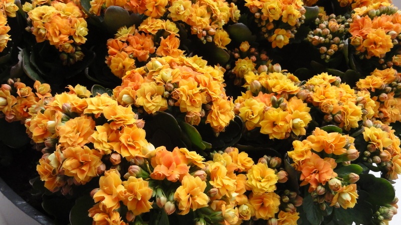 Image 98