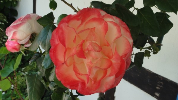 Image 54